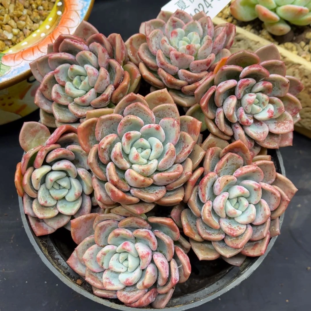 安*1024夏悦多肉花斑鹿61