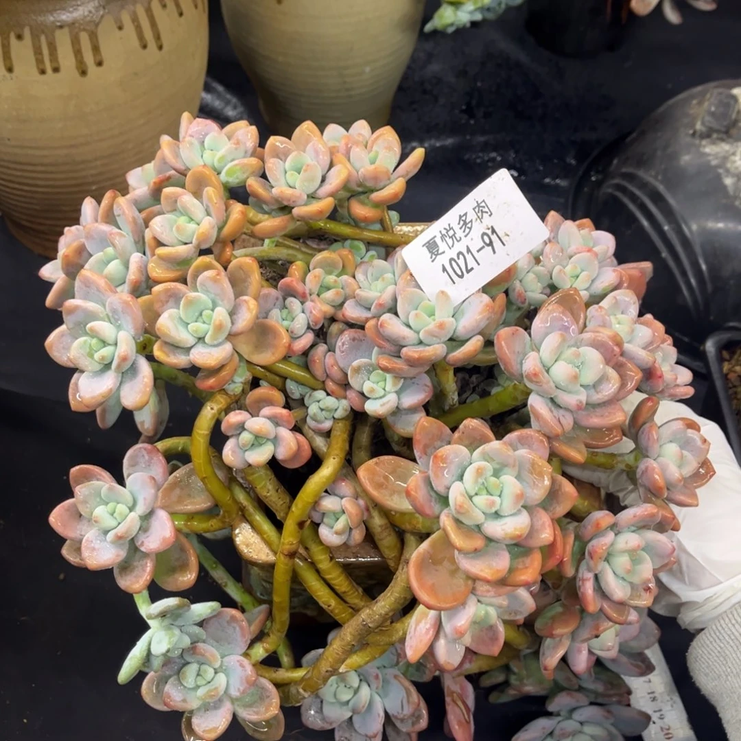 1021夏悦多肉洛神91