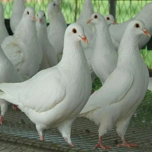 米玛斯双肌#银王/种鸽两对