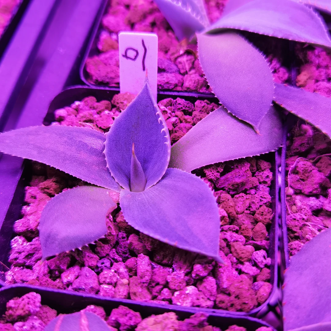 圆叶虚空藏龙舌兰一物一拍