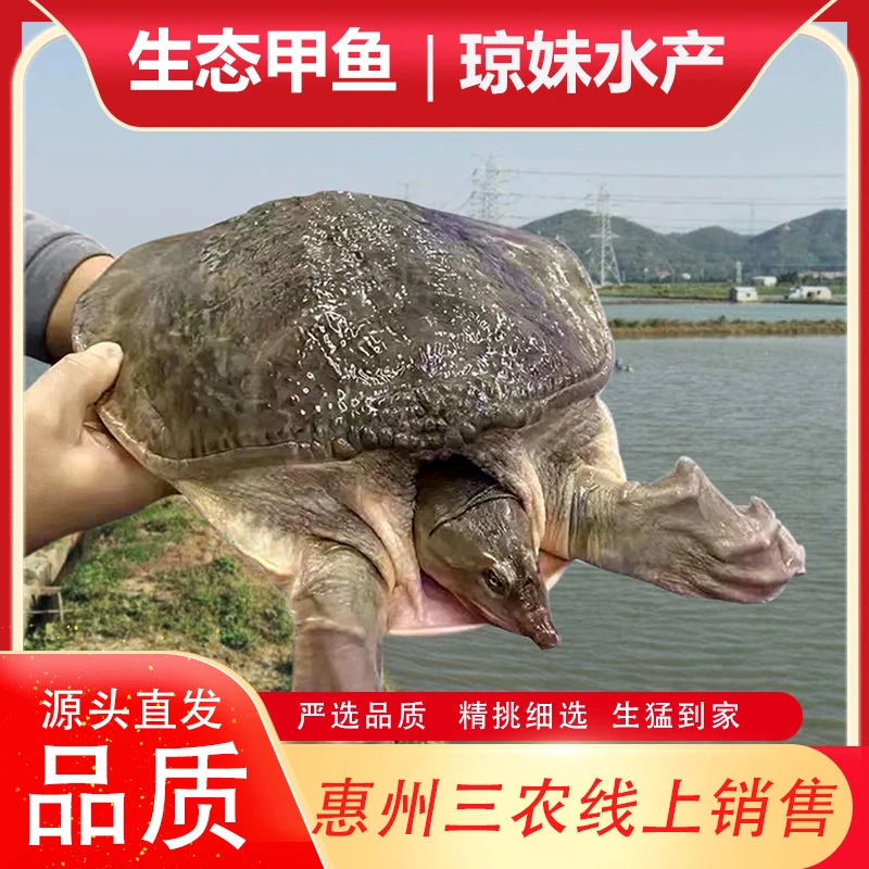 顺丰10斤特大甲鱼水库放养 老鳖 水鱼 团鱼 珍珠鱼 鲜活包邮包活