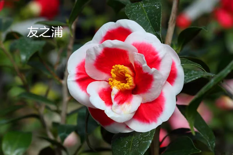 名贵茶花品种友之浦庭院花卉带花苞进口茶花