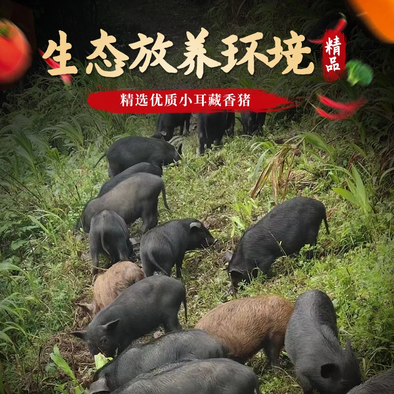 彝家阿依特产藏香猪鲜猪肉2500g顺丰包邮