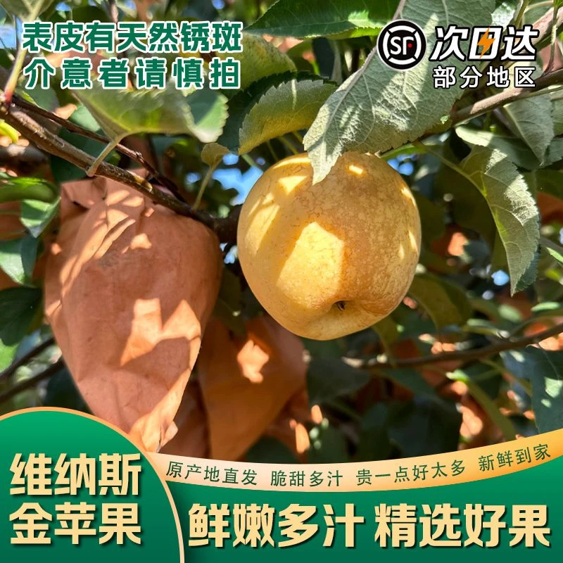 【顺丰包邮】山东金斑黄金维纳斯苹果脆甜可口4.5斤装果园直发