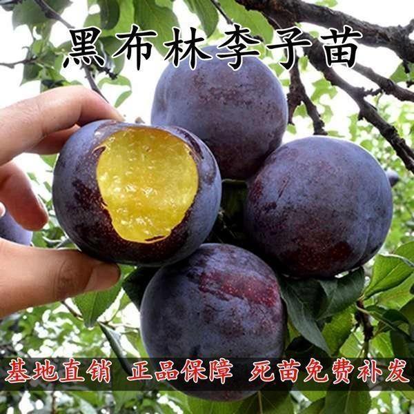 美国大黑李 黑布林李子苗 黑布朗李 黑布林树苗 嫁接果树苗李子苗