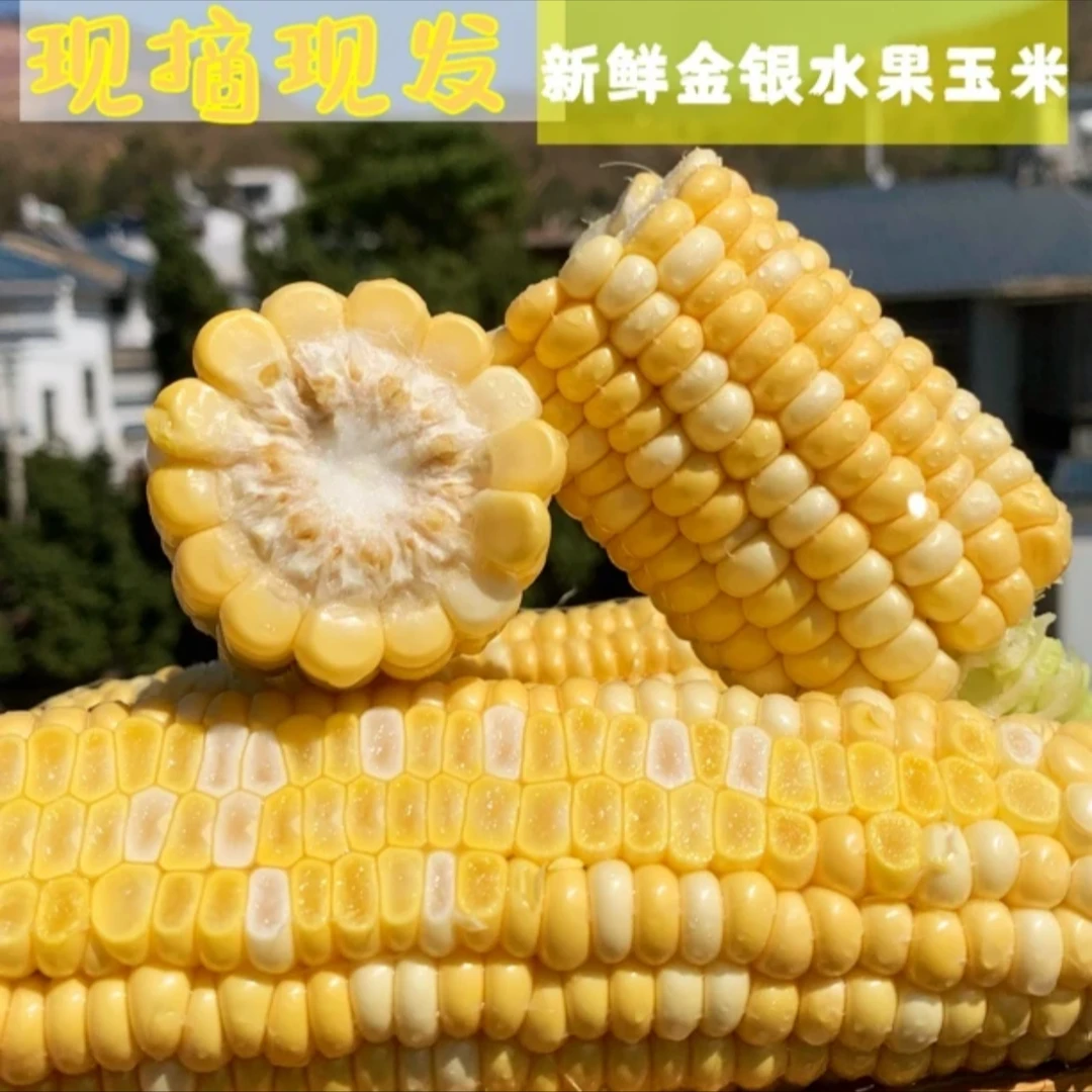 云南新鲜金银水果玉米四季都有 脆甜爆汁 甜玉米鲜嫩