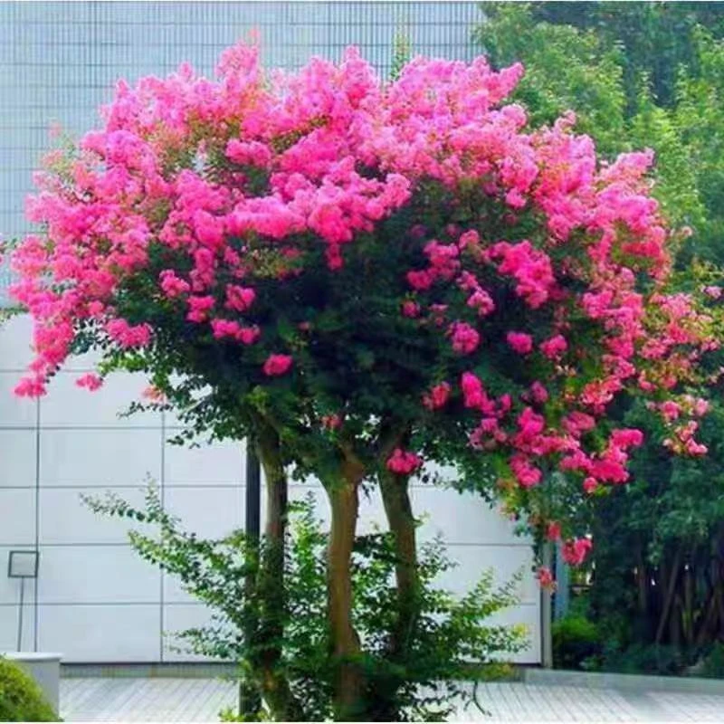 紫薇花紫薇树庭院别墅高端花卉绿植百丽樱桃摩卡紫叶丹红紫精灵