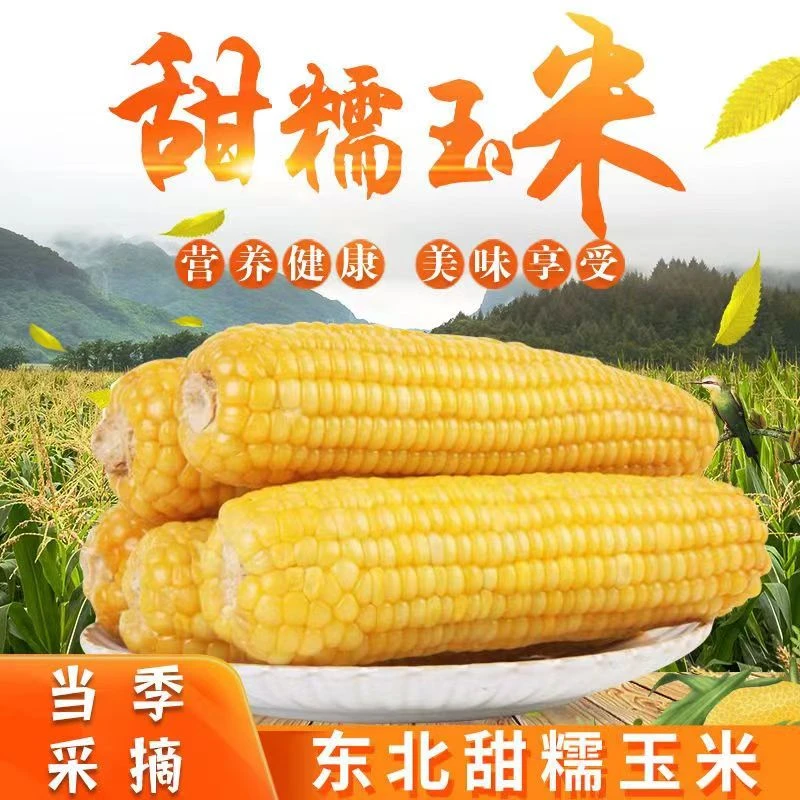 LYJ东北黑土地种植黄糯玉米买8送2到手10根单棒240克以上