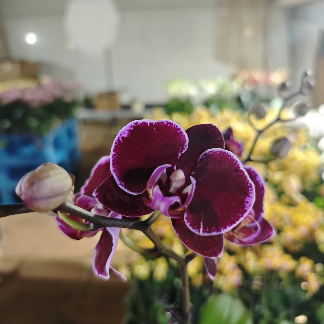 [南北花舍】蒙彼利埃蝴蝶兰花卉室内好养四季开花植物