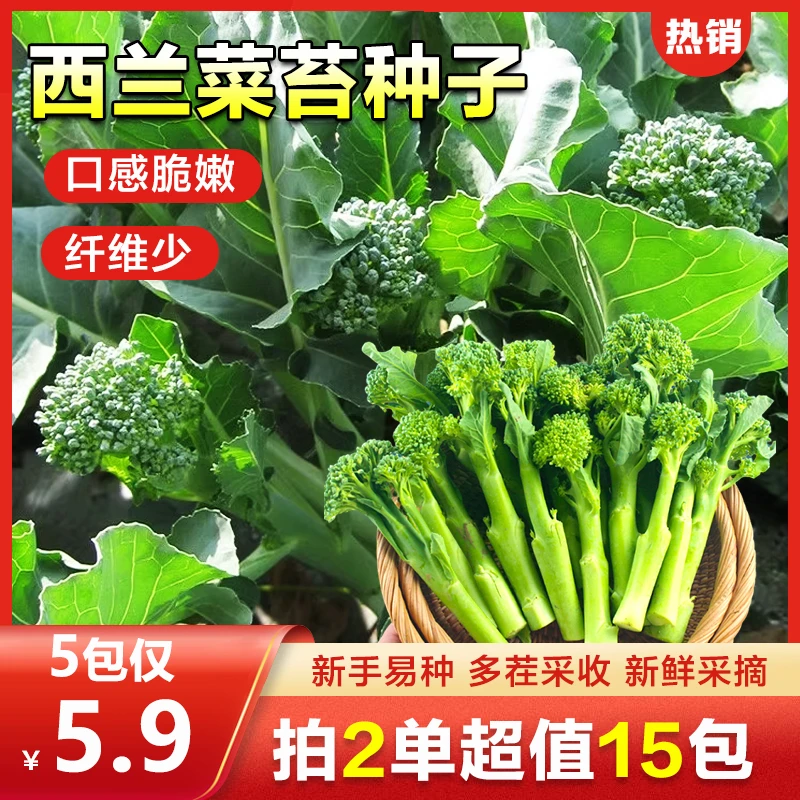 抢！5包西兰菜苔种籽！芥蓝菜苔四季阳台盆栽西兰蓝花蔬菜子