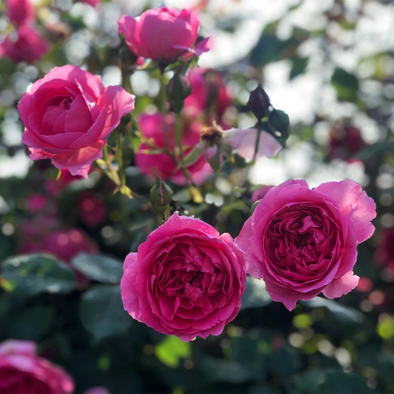 【大游行】月季藤本花卉  蔷薇花苗四季开花