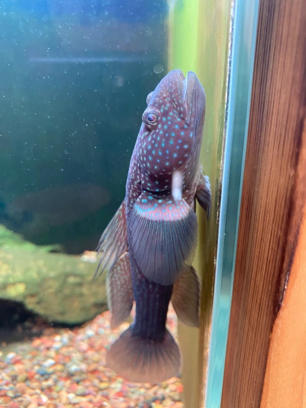 原生冷水鱼短棘缟虾虎鱼纯淡水虾虎鱼中通包邮