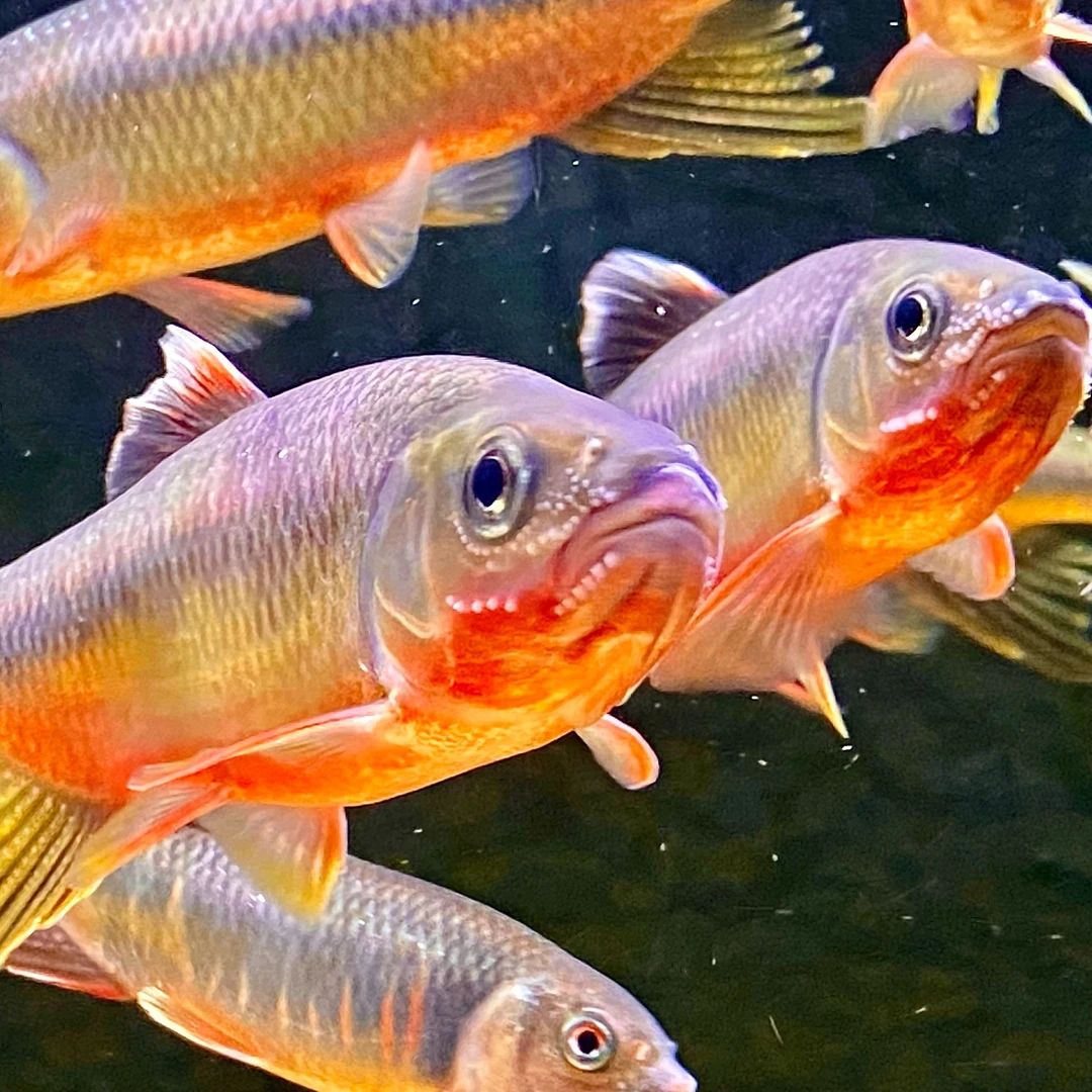 原生观赏鱼纵纹鱲14厘米包公鱼2条 中通快递