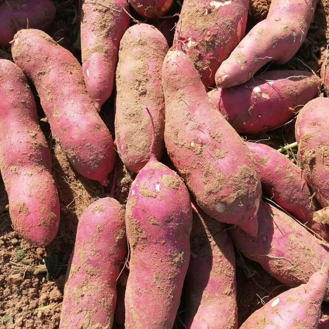 5斤东北新鲜地瓜 红薯农家自种施农家肥不打农药可煎炸煮