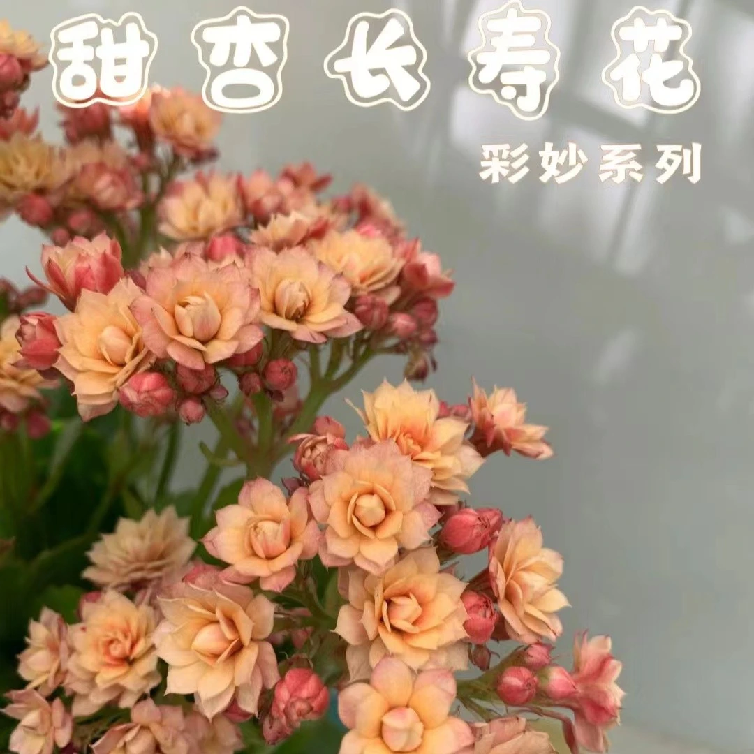 【甜杏】~长寿花盆栽植物