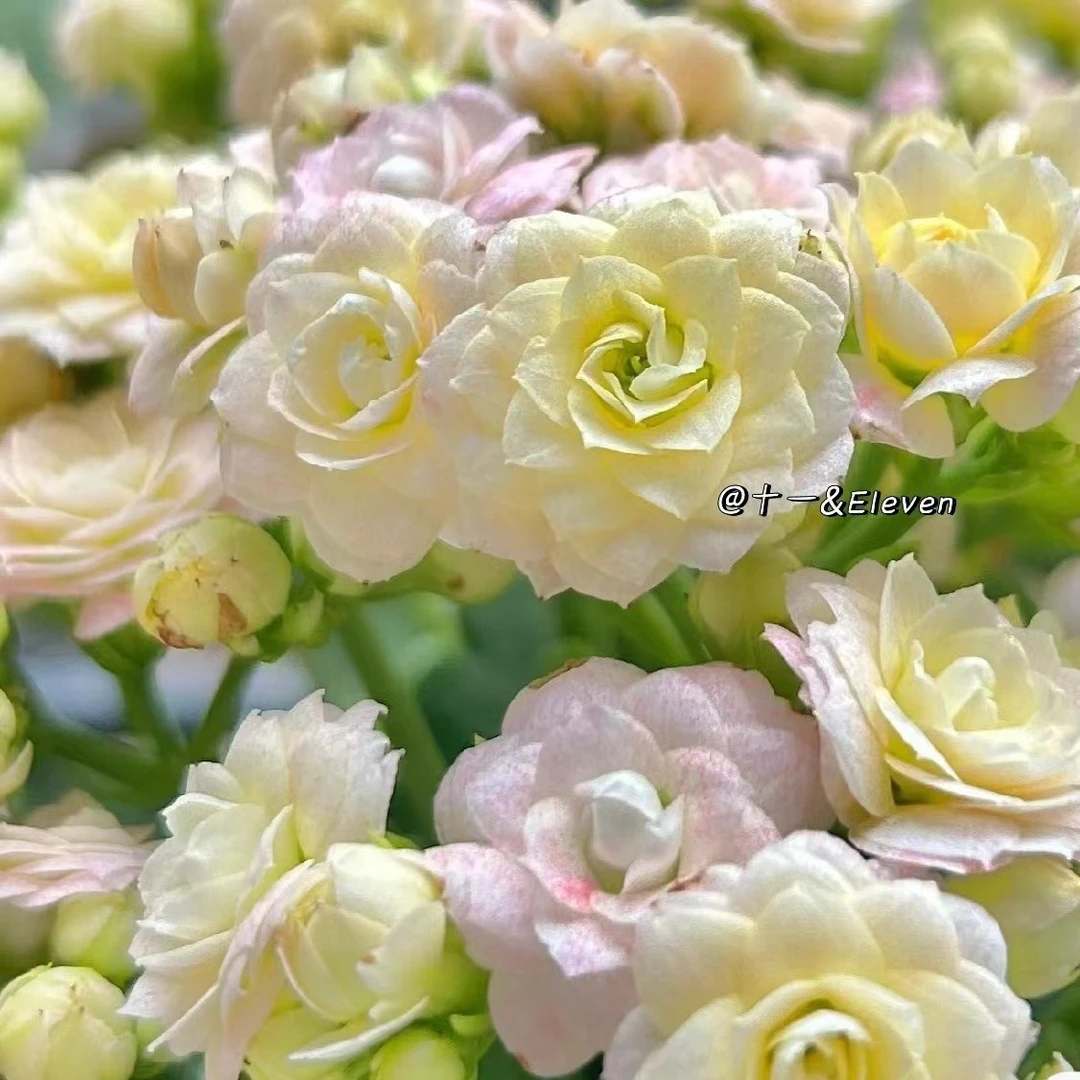 绝美钻石  白月影～精品盆栽懒人花卉重瓣带花苞易活散光