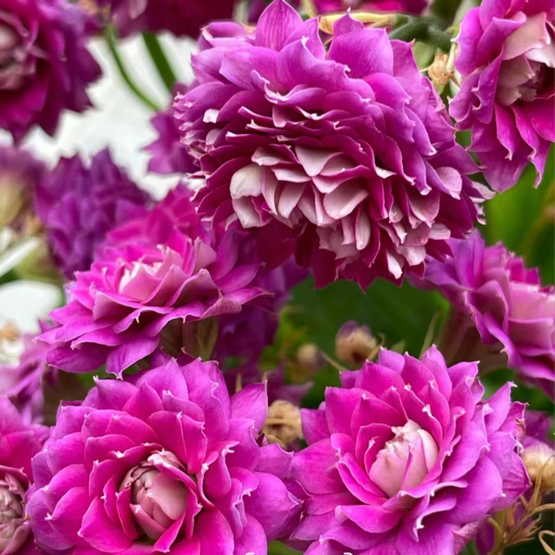 魅影~精品盆栽懒人花美观重瓣室内客厅阳台易活