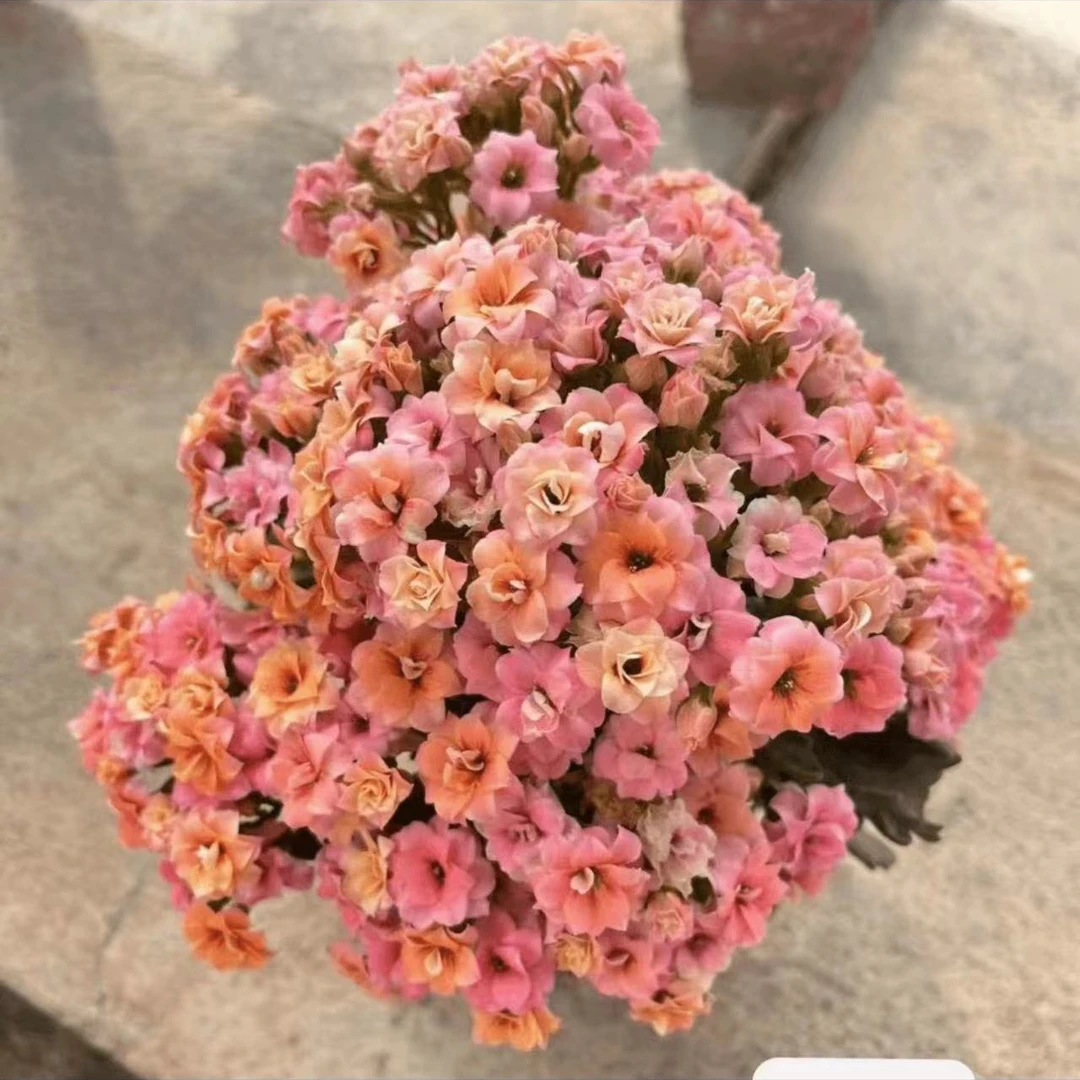 多比猫眼~精品盆栽懒人花美观重瓣室内客厅阳台易活