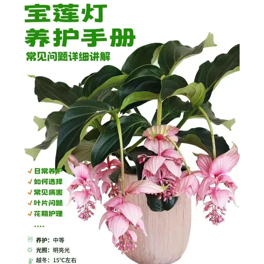 【宝莲灯】多年生植物室内好养【一拍一物】.