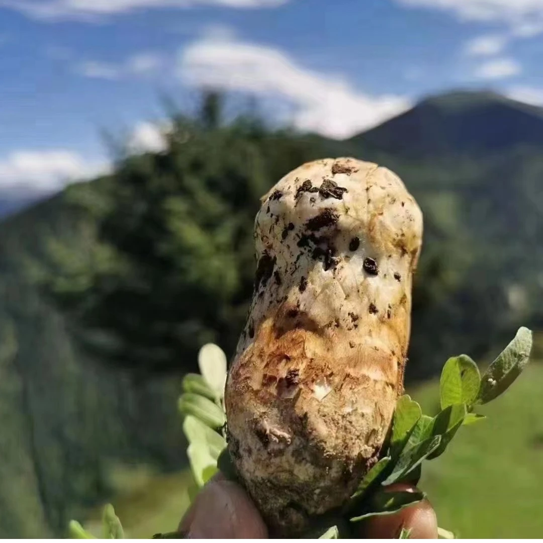 香格里拉松茸 纯野生新鲜香格里拉松茸 500-1000g 顺丰冷链包邮