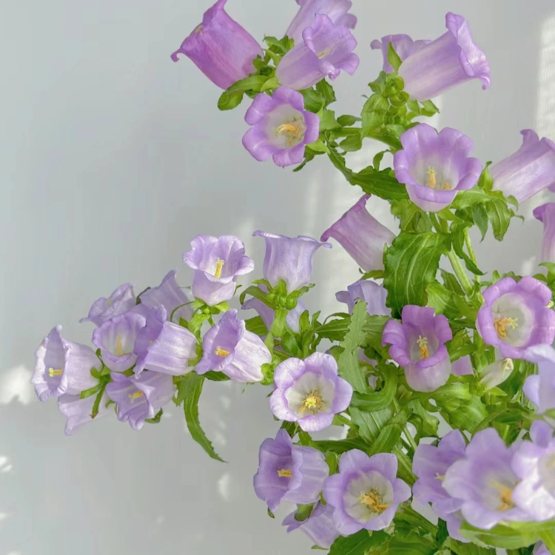 紫色风铃花一扎——花期长，春日小精灵
