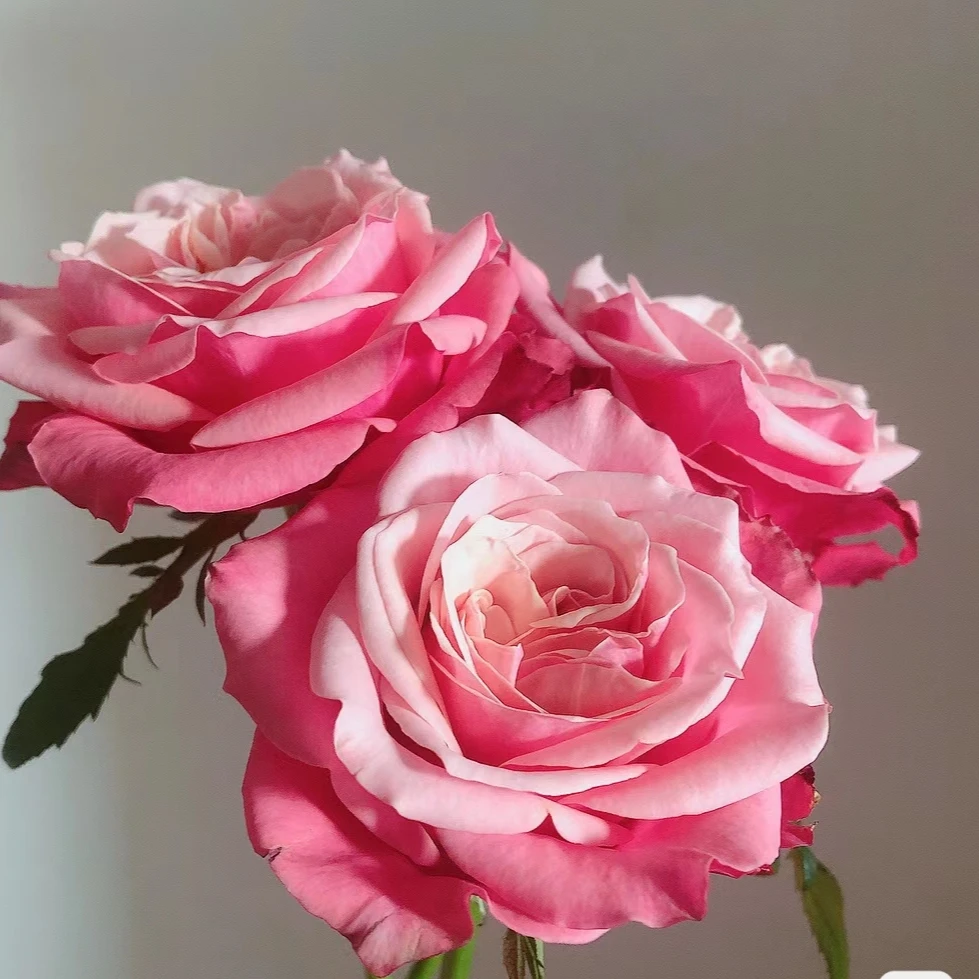 稀有闺蜜玫瑰20枝，云南昆明顺丰直发