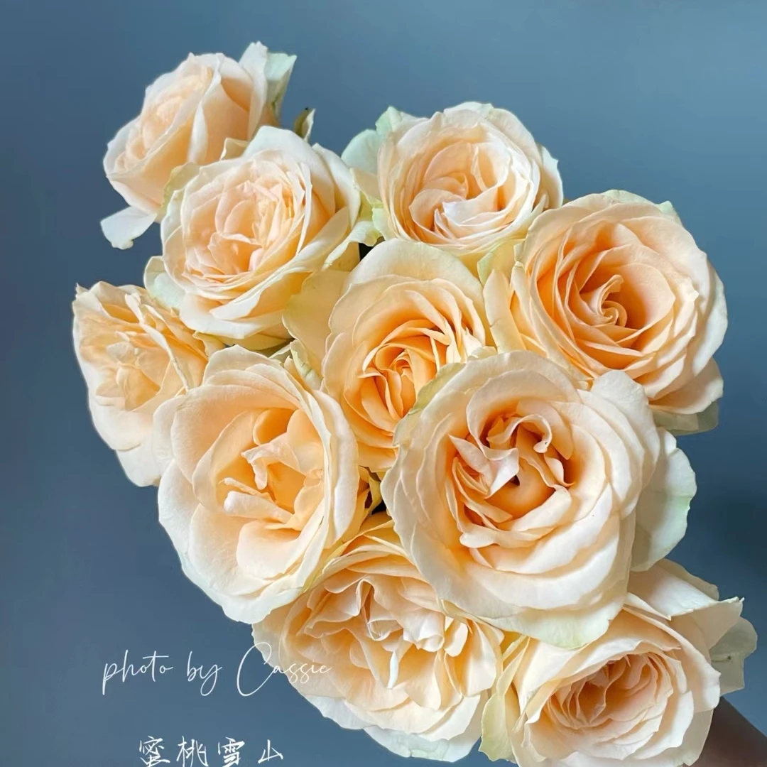 蜜桃雪山20枝（单头玫瑰）