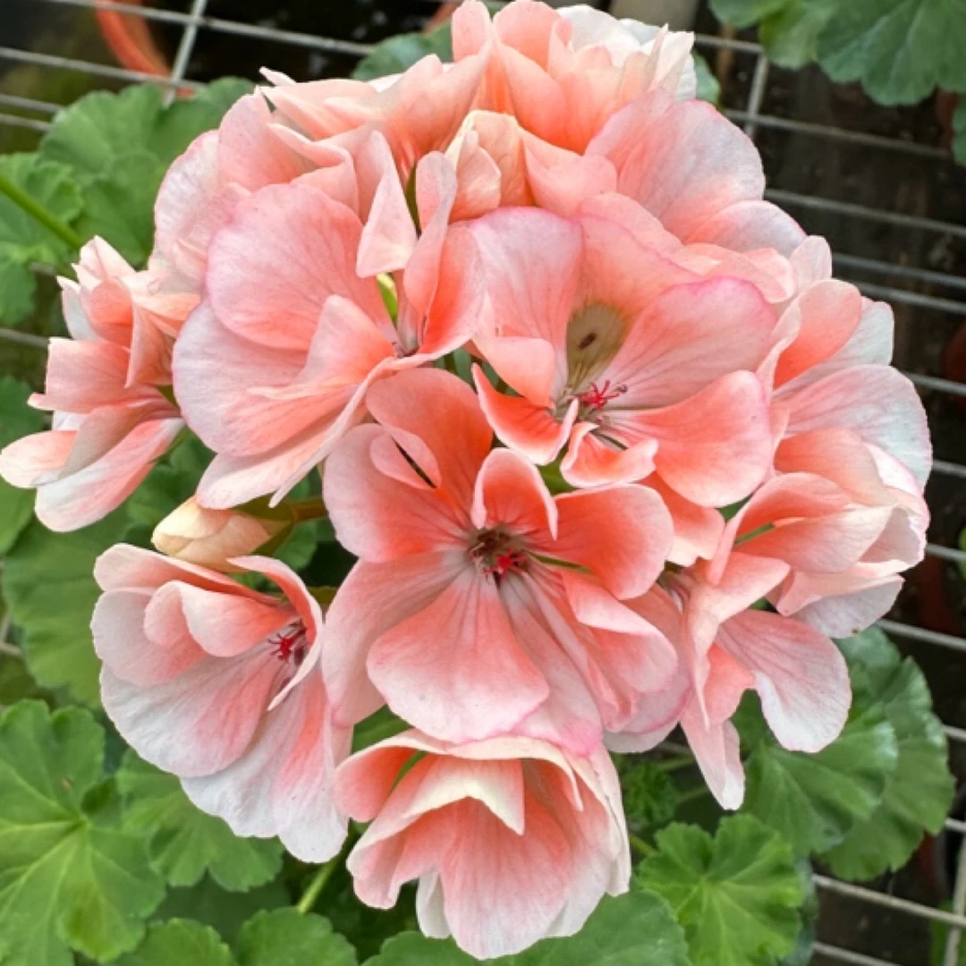 【小山宫】一代苗直立天竺葵大花球系列包对版