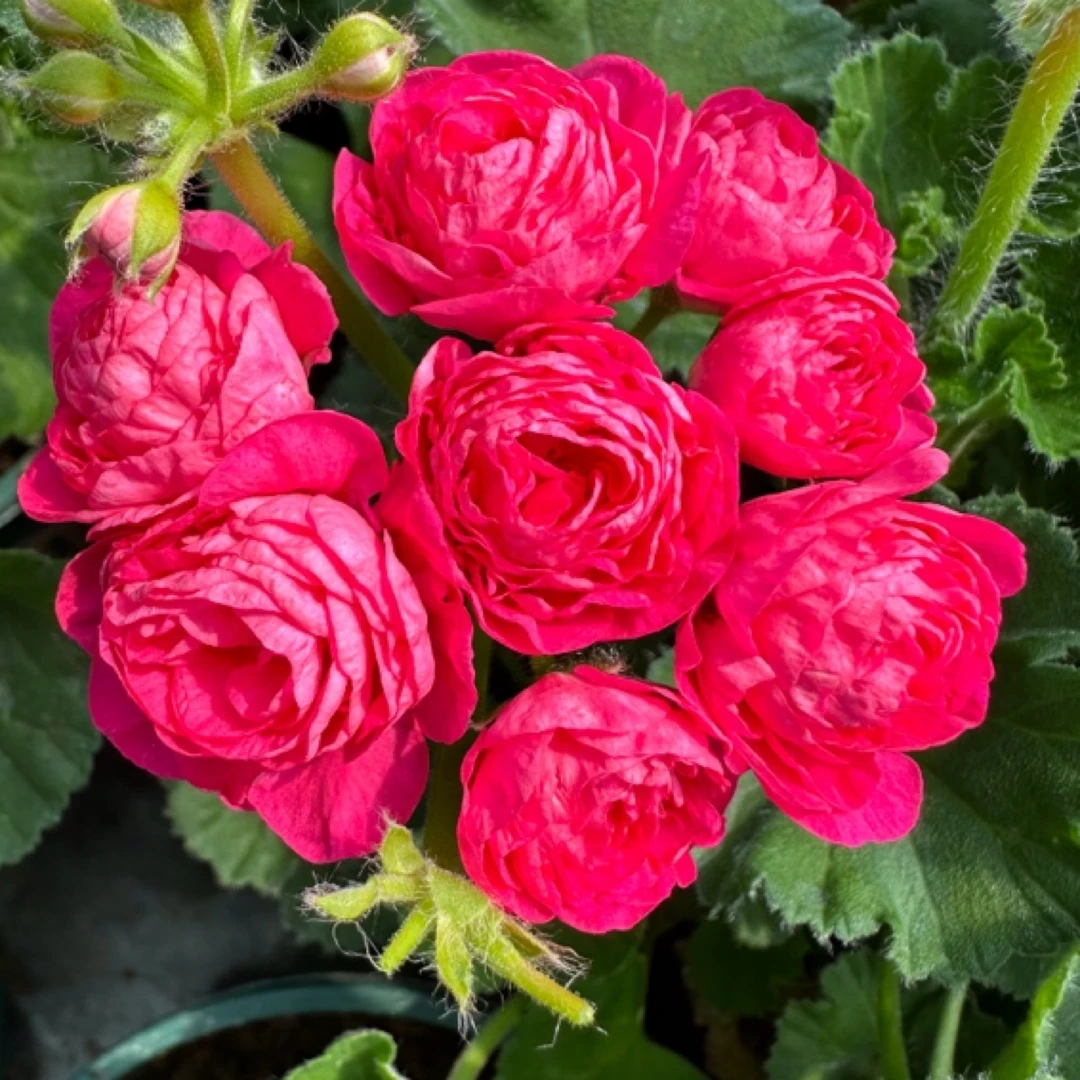 【妲己】矮颗天竺葵小苗（带花苞发货颜色包对）