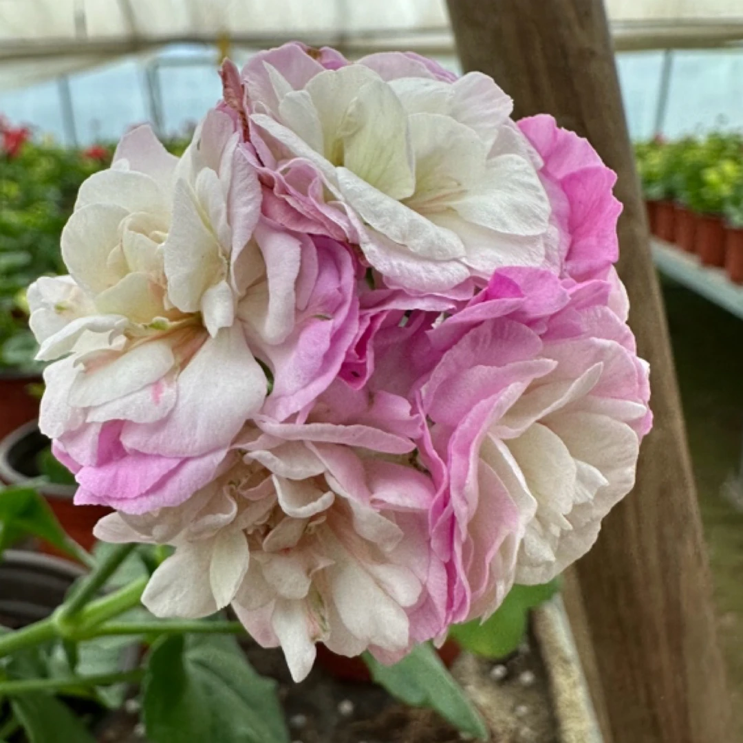 【垂钓万岁卡罗琳娜】垂钓系列带花苞发货天竺葵