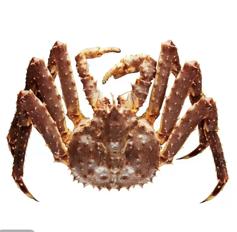 帝王蟹-每只【5—5.2斤左右】一只装现货现发