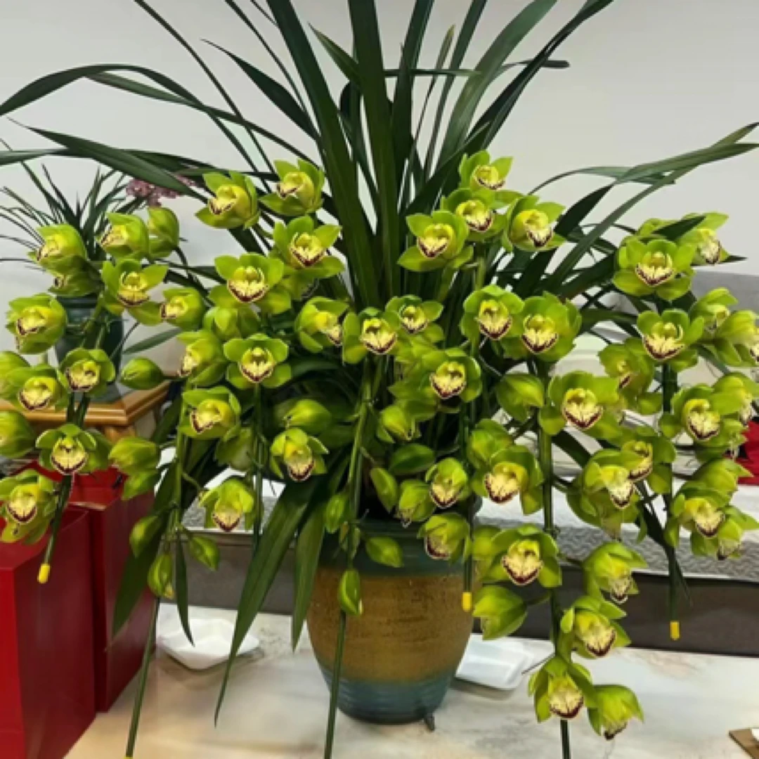 云南小生 玉观音 清香型 室内高档花 愿盆原土发货