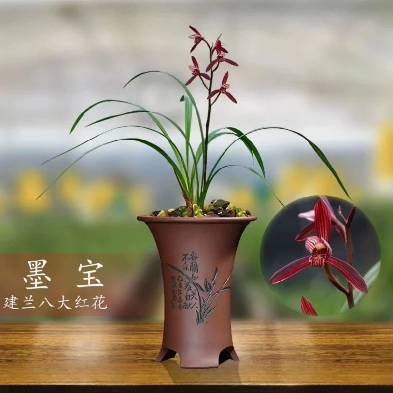 建兰名品【墨宝】2苗终身包对版放心购买兰花草