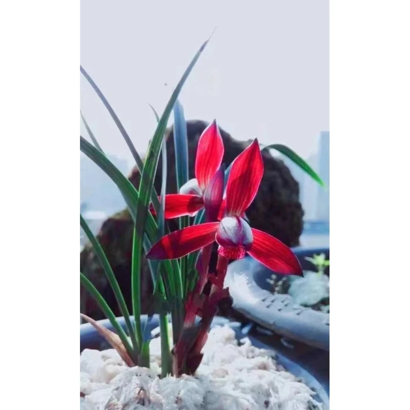 春兰名品【大中华】终身包对版放心购买兰花水晶兰兰花盆栽兰草室内