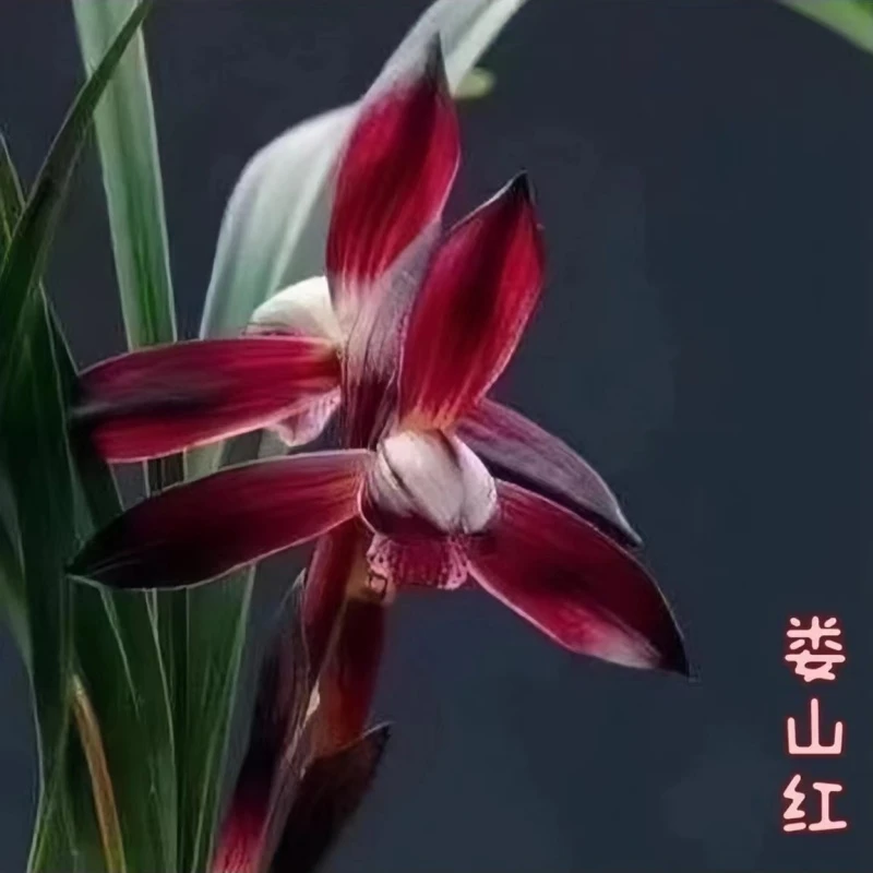 春兰名品【娄山红】终身包对版 假一赔十放心购买