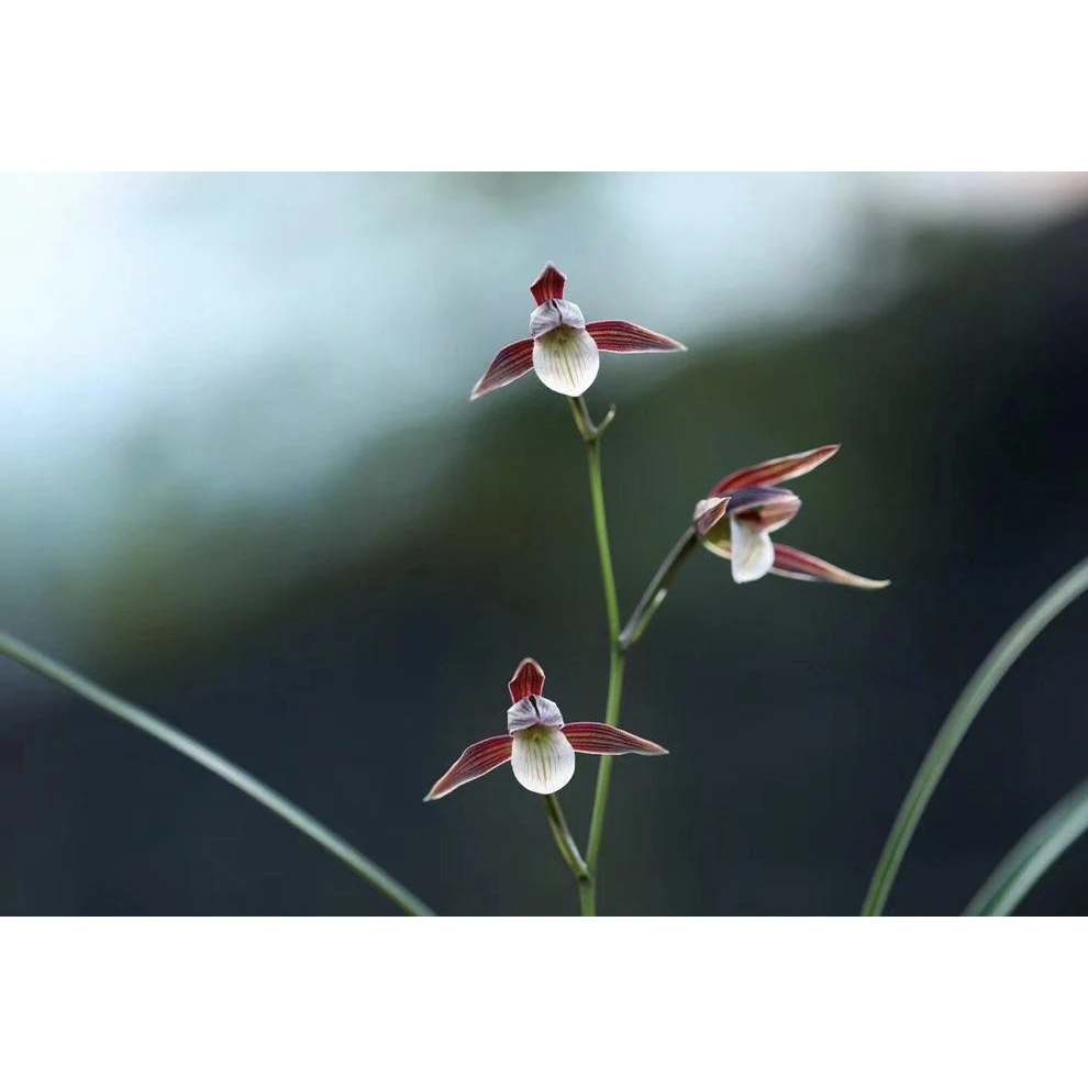 【紫霞】寒兰名品老种2苗花开浓香好养易活对版兰草