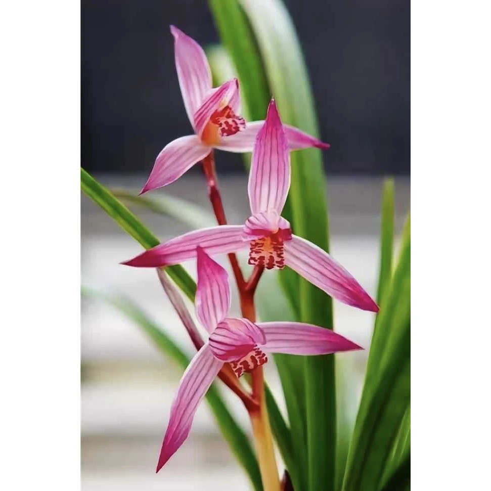 中国红 2苗 春剑不用春化开花浓香