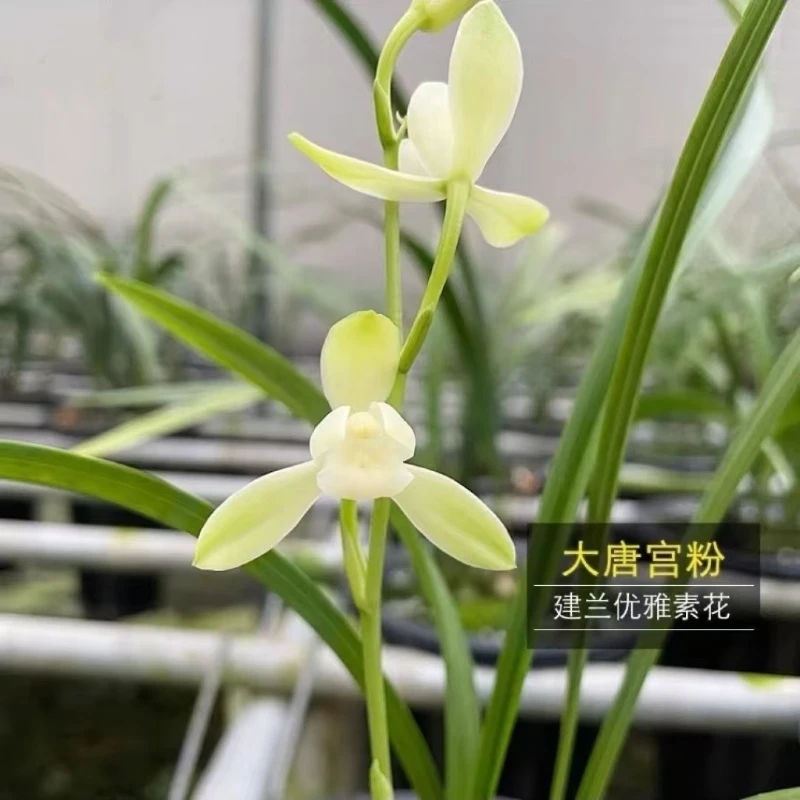 建兰名品[大唐宫粉] 开花终身包对版 放心购买