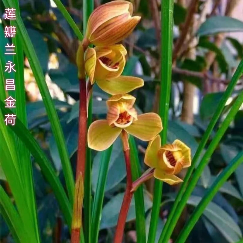 莲瓣兰【永昌金荷】2苗终身包对版假一赔十放心购买兰花草东方兰草