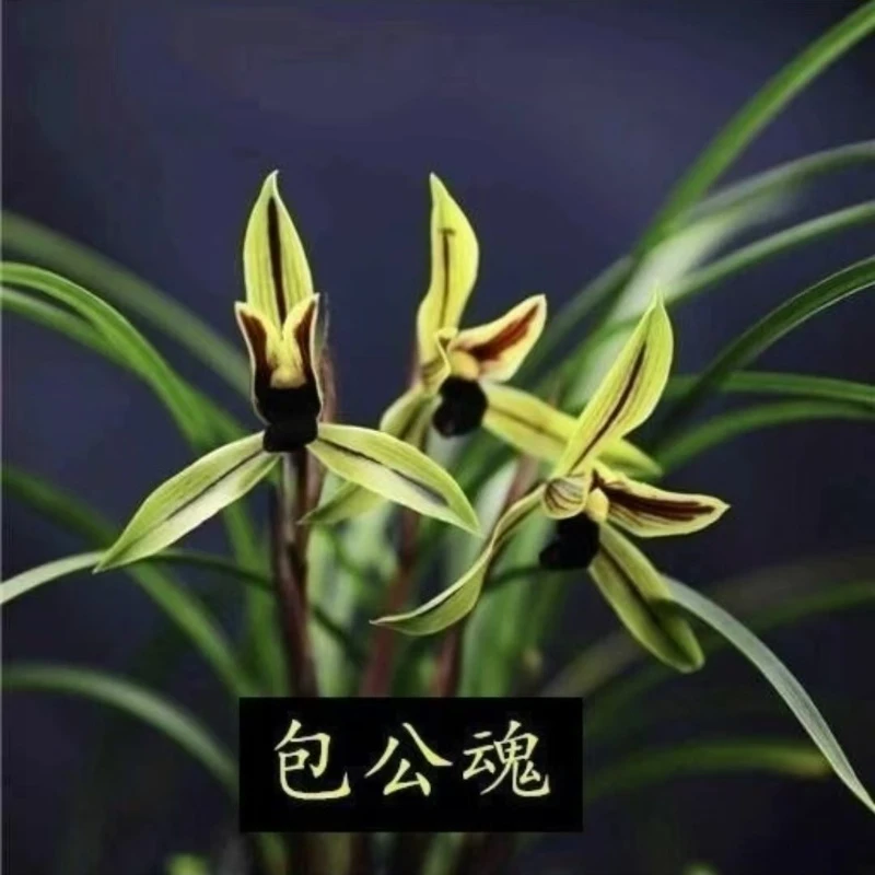 春兰名品黑素[包公魂]终身包对版 放心购买