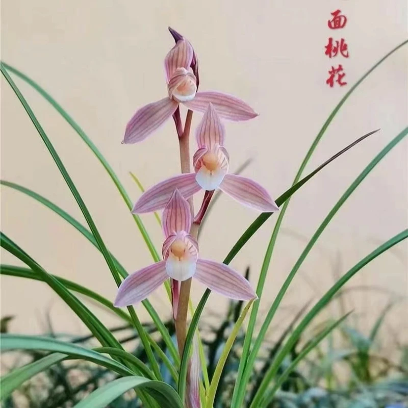 莲瓣兰【人面桃花】2苗 终身包对版 放心购买