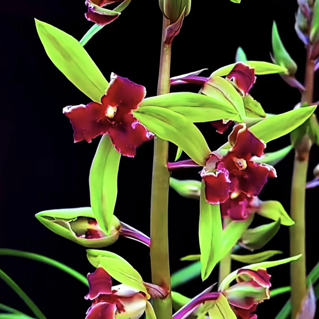 蕙兰绿植名品【三星红素】终身包对版假一赔十放心购买室内兰花兰草