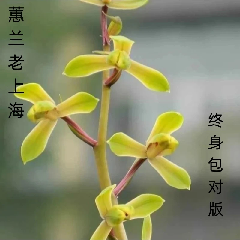 蕙兰花卉绿植兰花盆栽名品【老上海】终身包对版放心购买兰草兰花