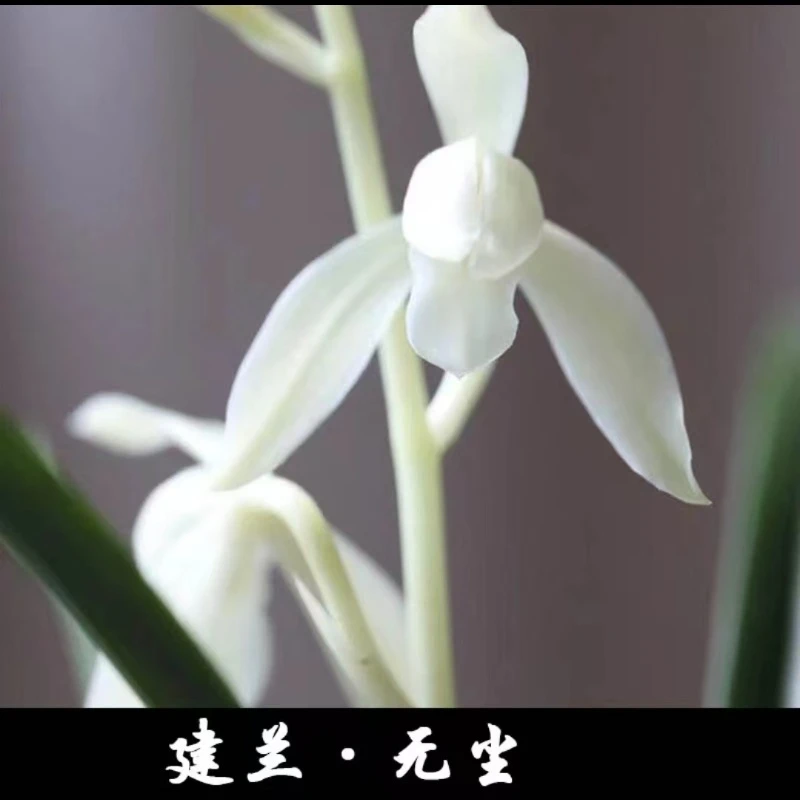 建兰名品[无尘] 2苗 开花终身包对版 放心购买