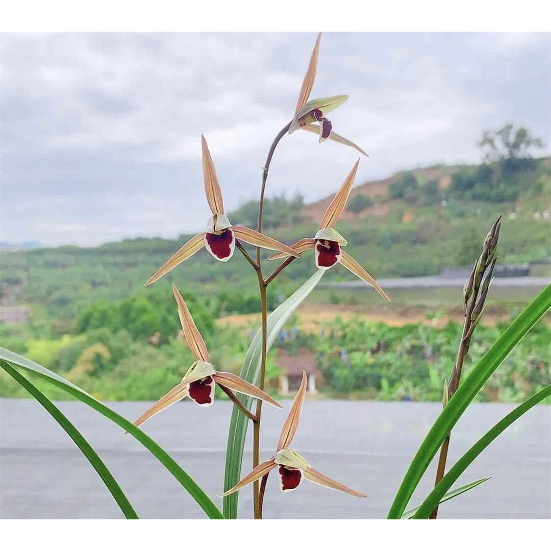 【红苹果】寒兰名品 老种2苗 兰花花开浓香 好养易活 对版