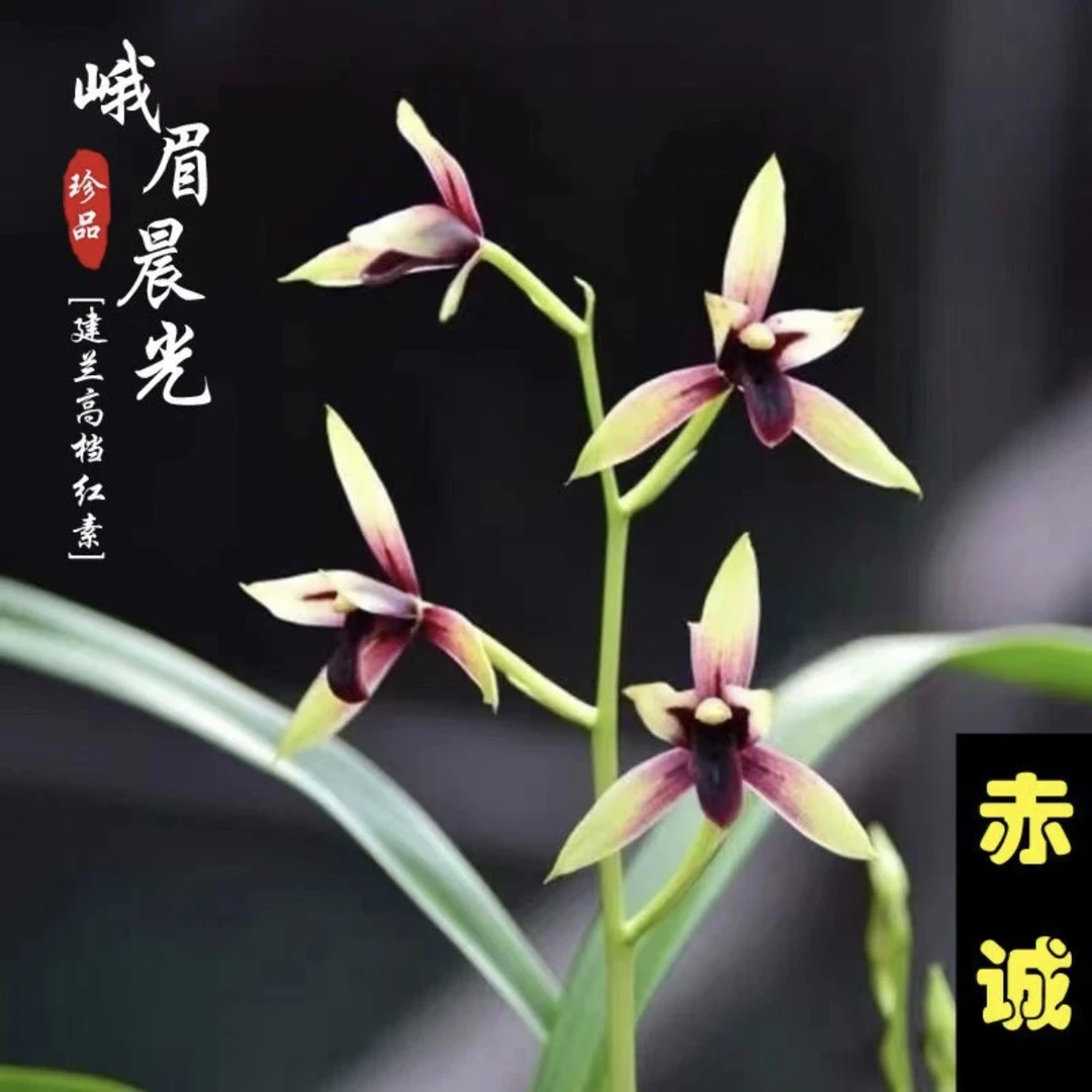 【赤诚】建兰名品 老种3苗 花开浓香 好养 对版高档养兰高档养兰