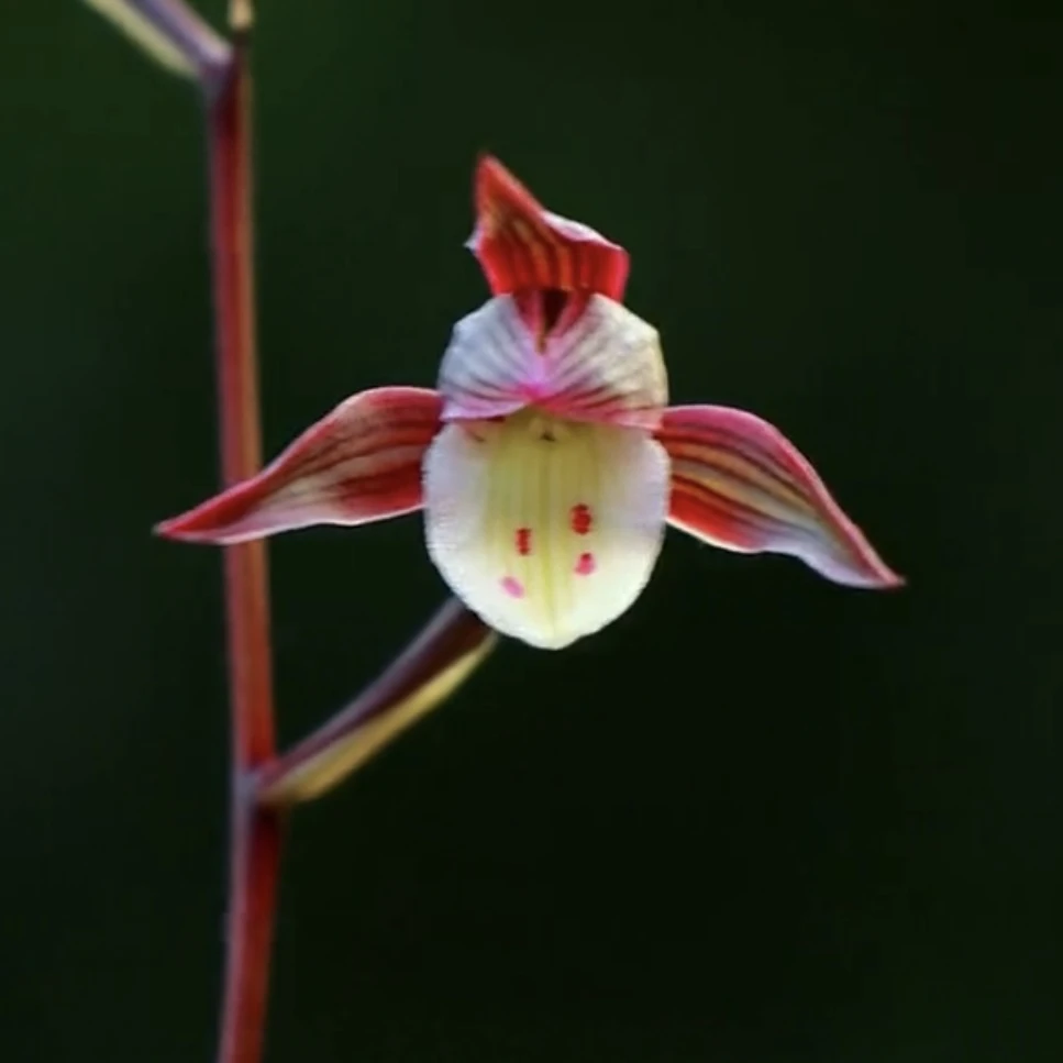 【新品红花】寒兰名品 兰花老种2苗 花开浓香 好养易活 对版