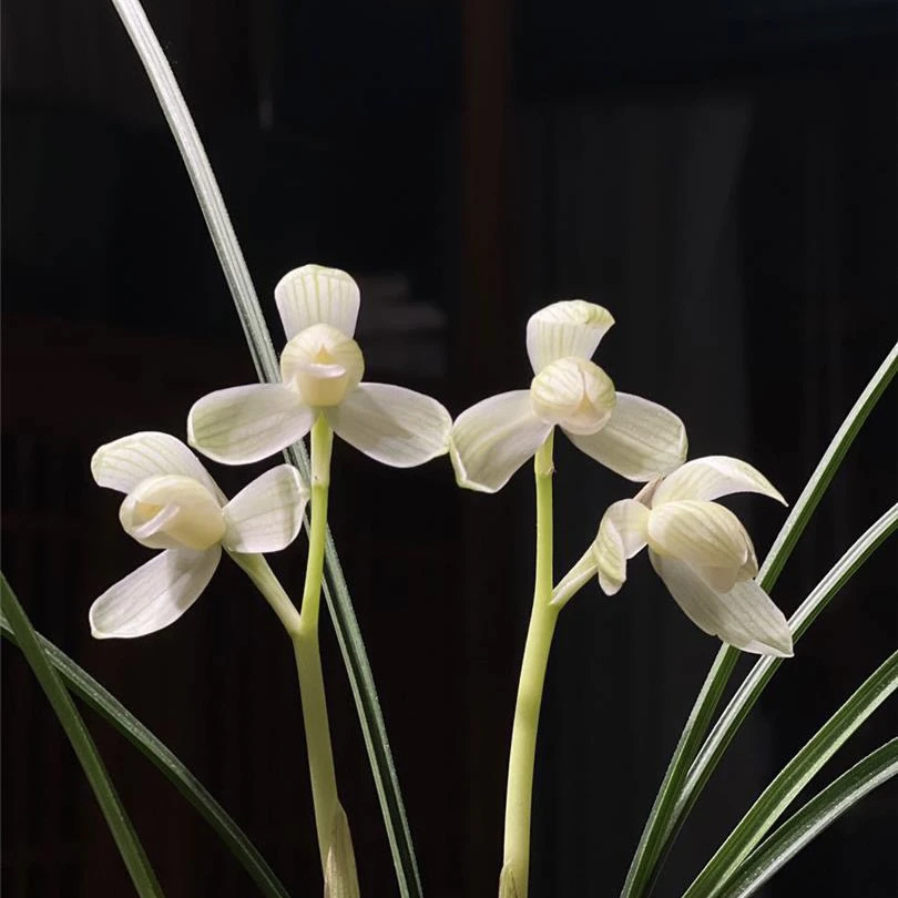 【永怀素】莲瓣兰名品老种兰草兰花盆栽2苗花开浓香好养易活对版