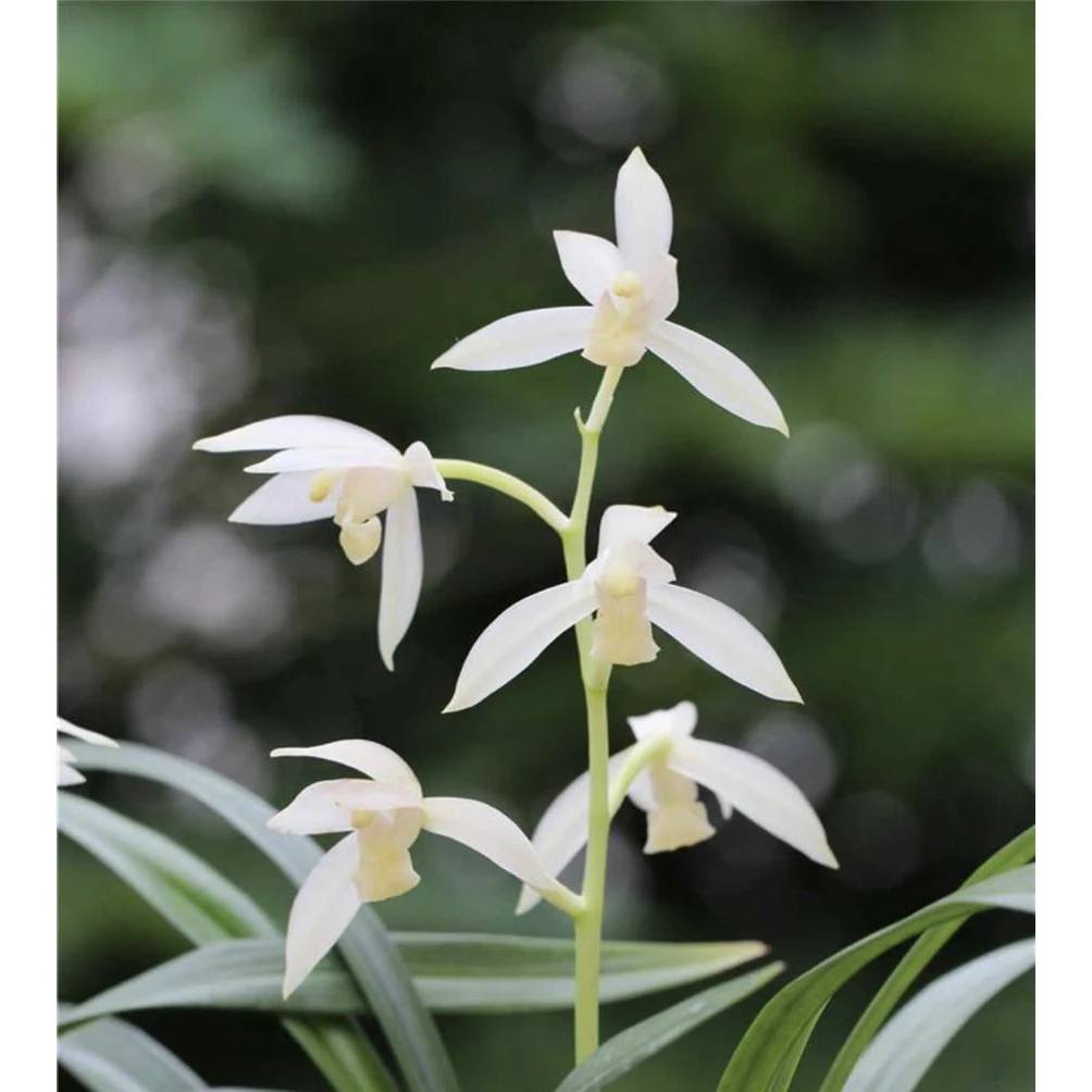 【高品素】建兰名品 老种2苗 花开浓香对版高档养兰