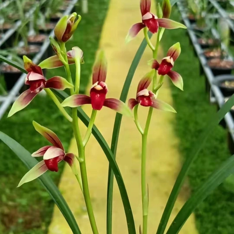 建兰名品【大国魂】终身包对版假一赔十放心购买兔耳兰石斛兰东方